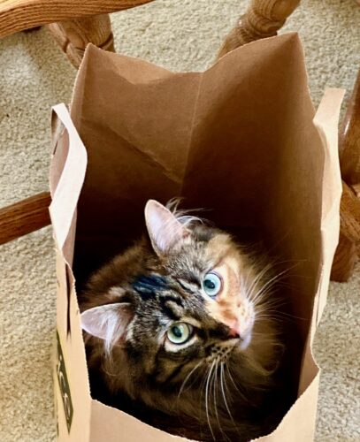 Althea peeking out of a paper sack