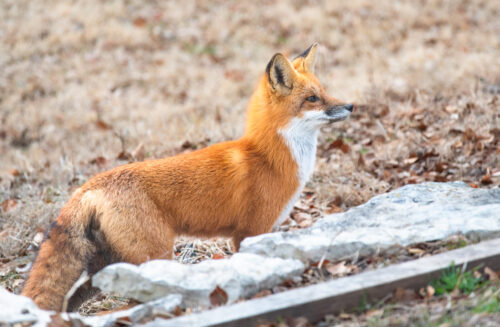 He is one handsome fox