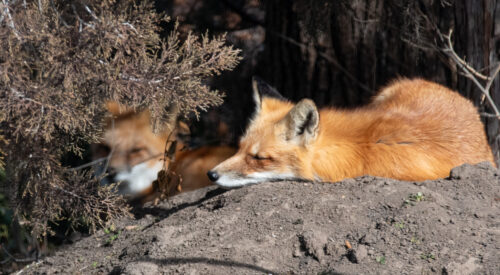 She's sleeping in the sun while he keeps a hidden watch