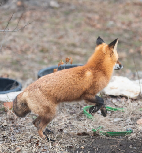 A playful moment as he jumps in the air