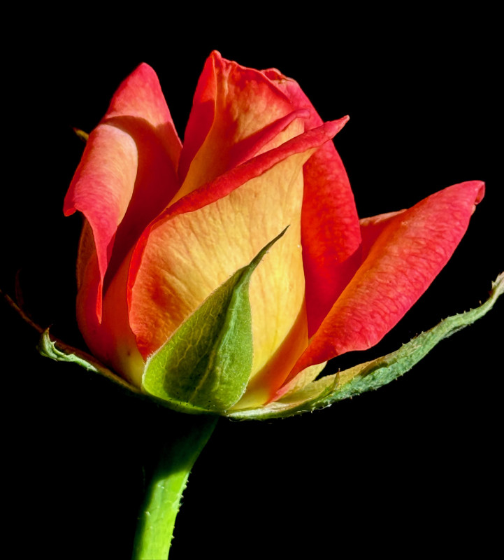 Royal Welcome hybrid tea rose