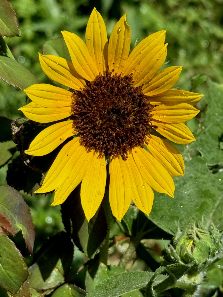 Kansas Sunflower