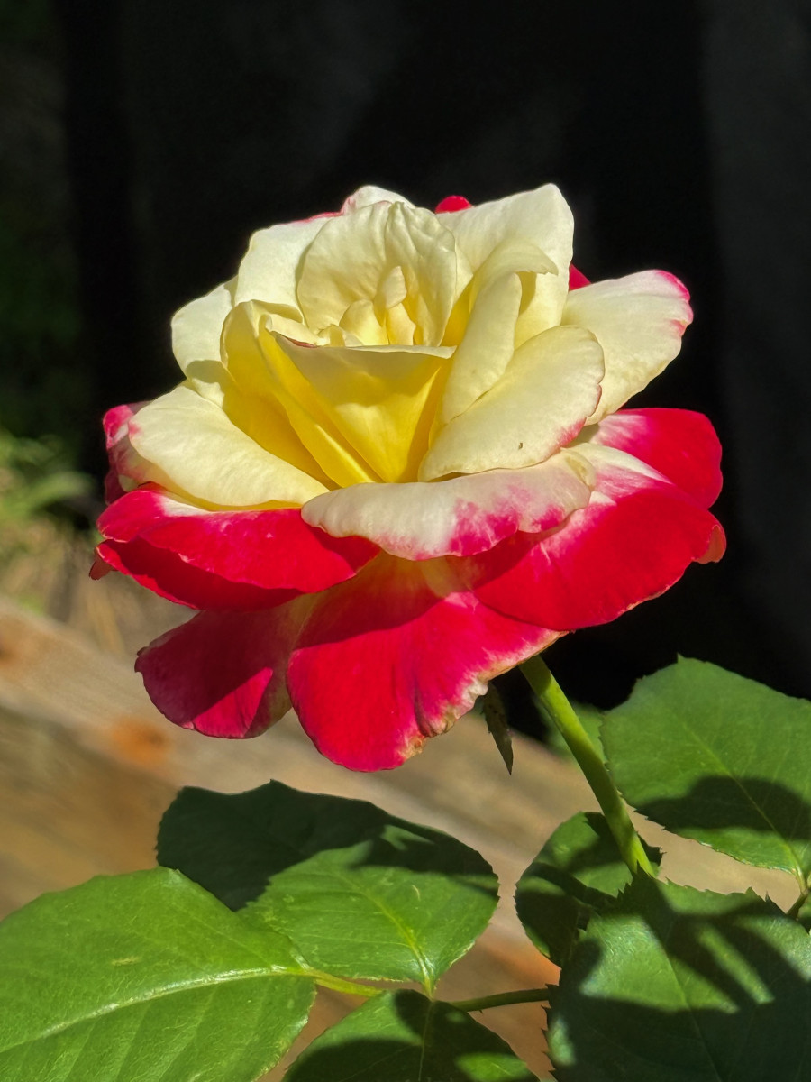 Double Delight hybrid tea rose