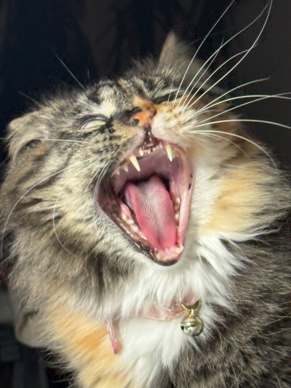 Althea appears to be growling at the camera.