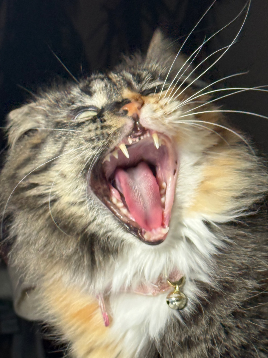 Althea appears to be growling at the camera.