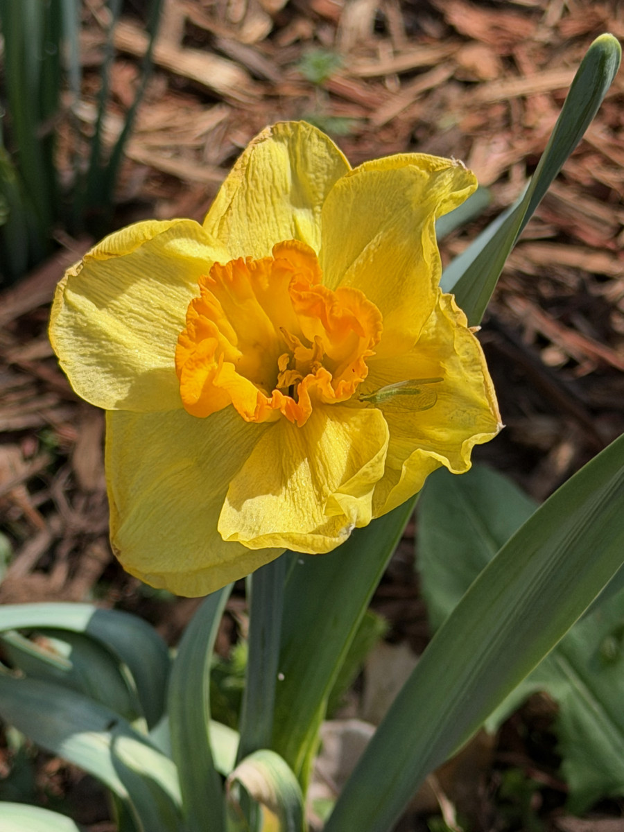 Yellow daffodil with orange center.