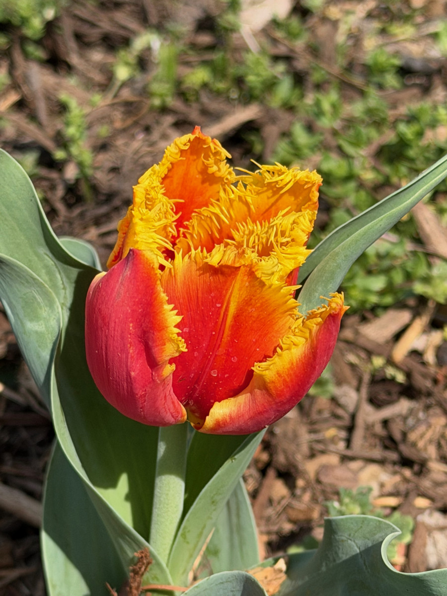 Red tulip with bright yellow fringing on top.
