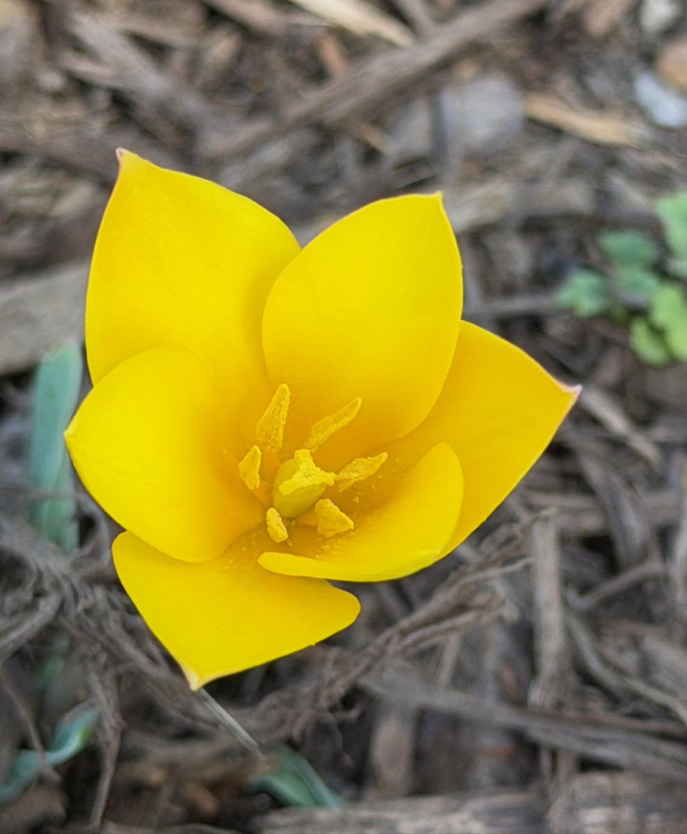 Small, yellow tulip with unusual shaped leaves compared to typical tulips. These are pointed and the flower is more open, less cupped.