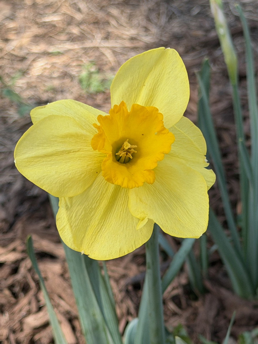 Yellow daffodil with darker yellow center.