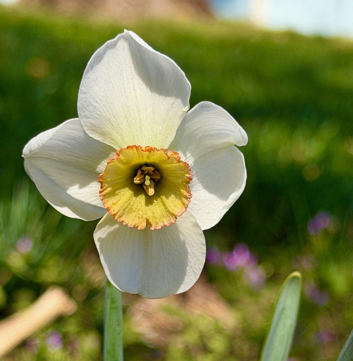 White daffodil with yellow center that has a red ring around the outside.