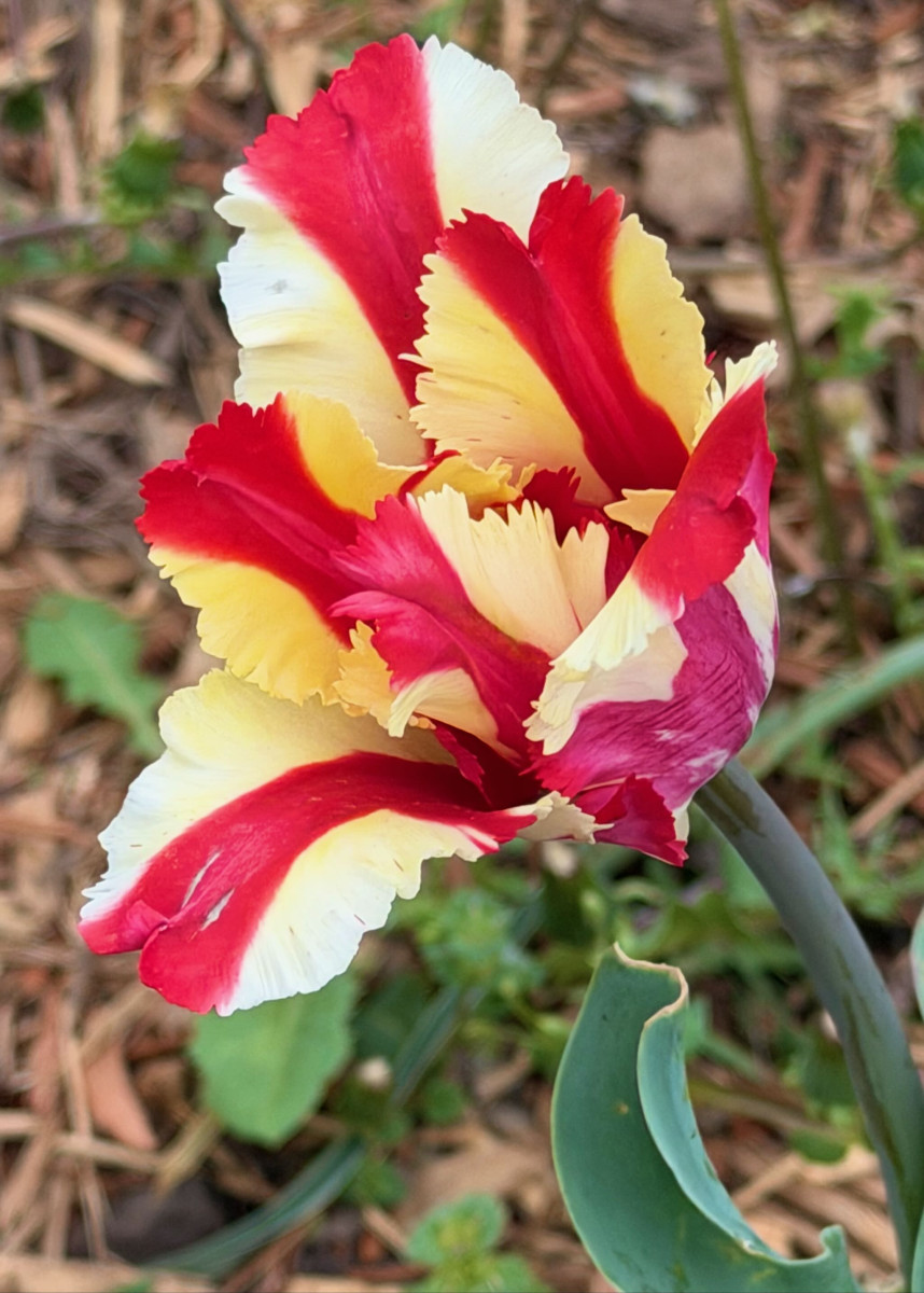 Flaming Parrot Tulip