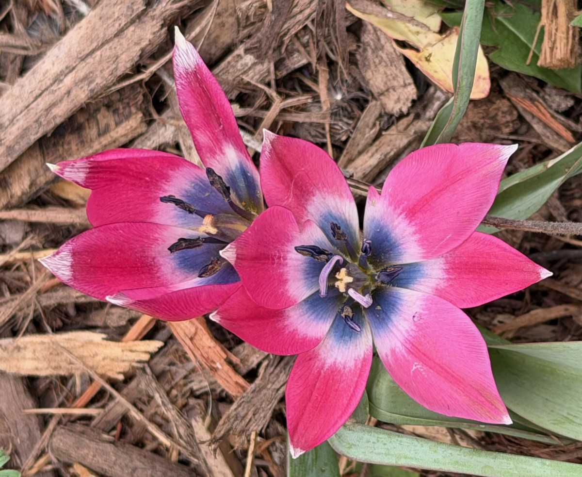 Little Beauty Tulip