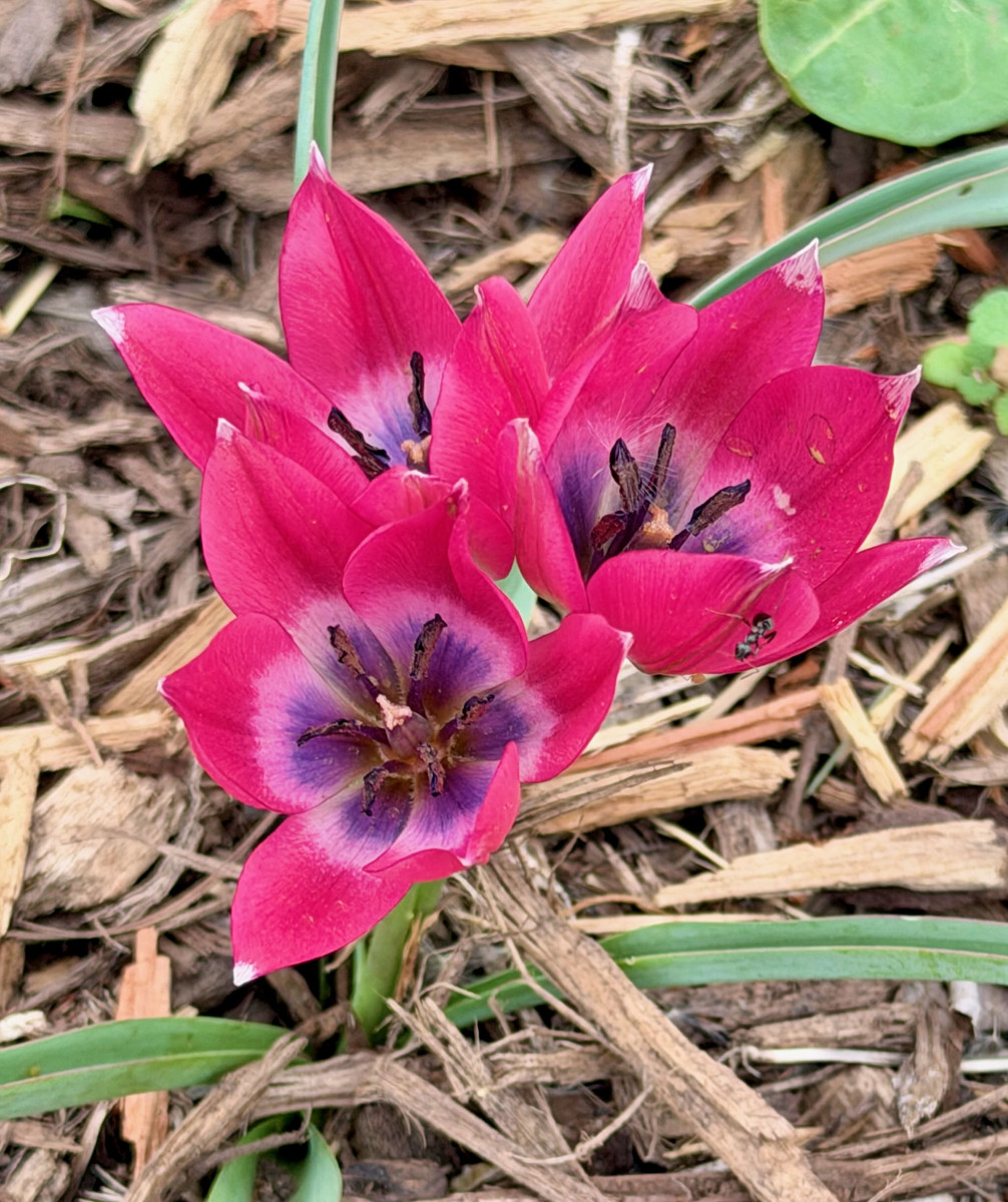 Little Beauty Tulip