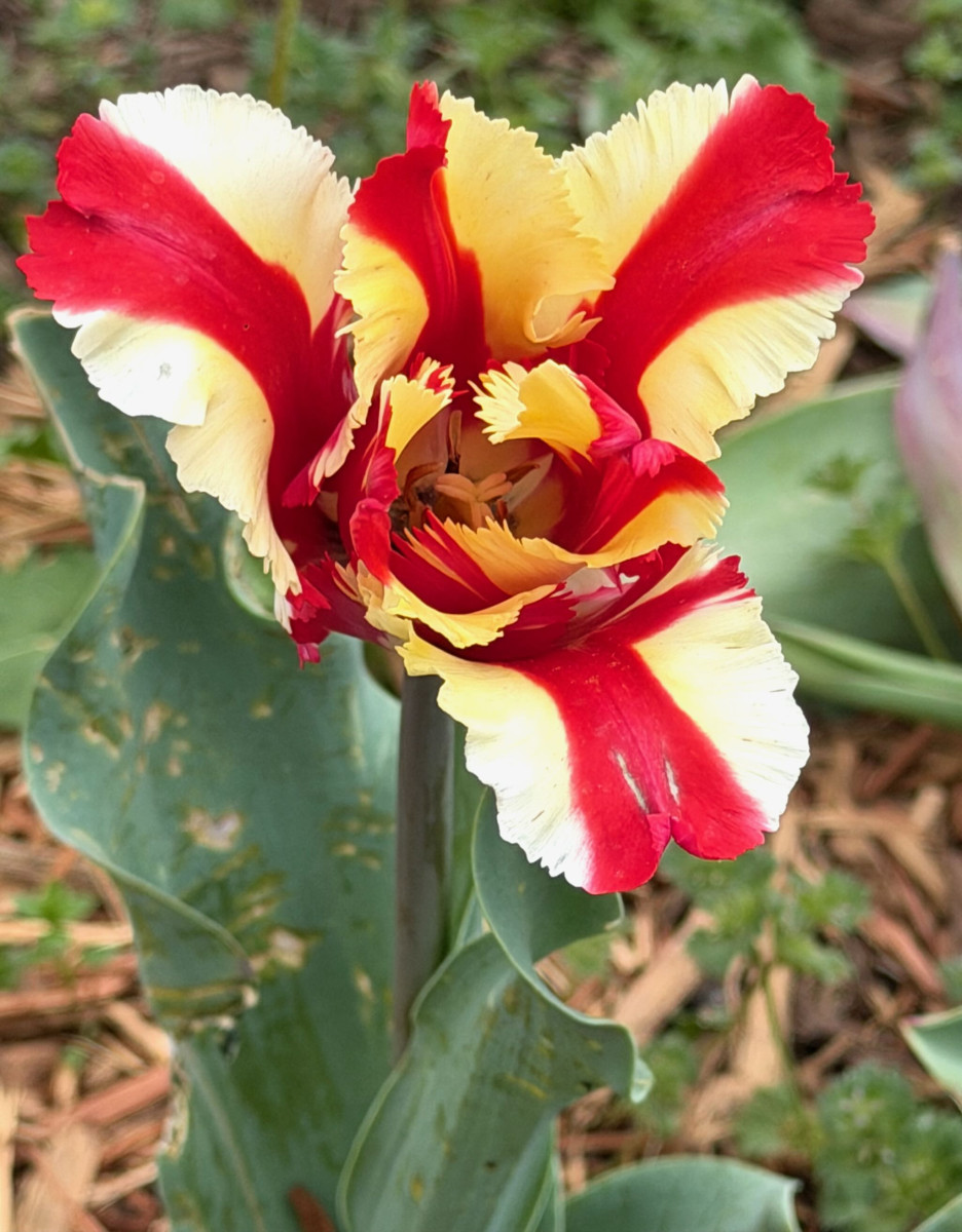 Flaming Parrot Tulip