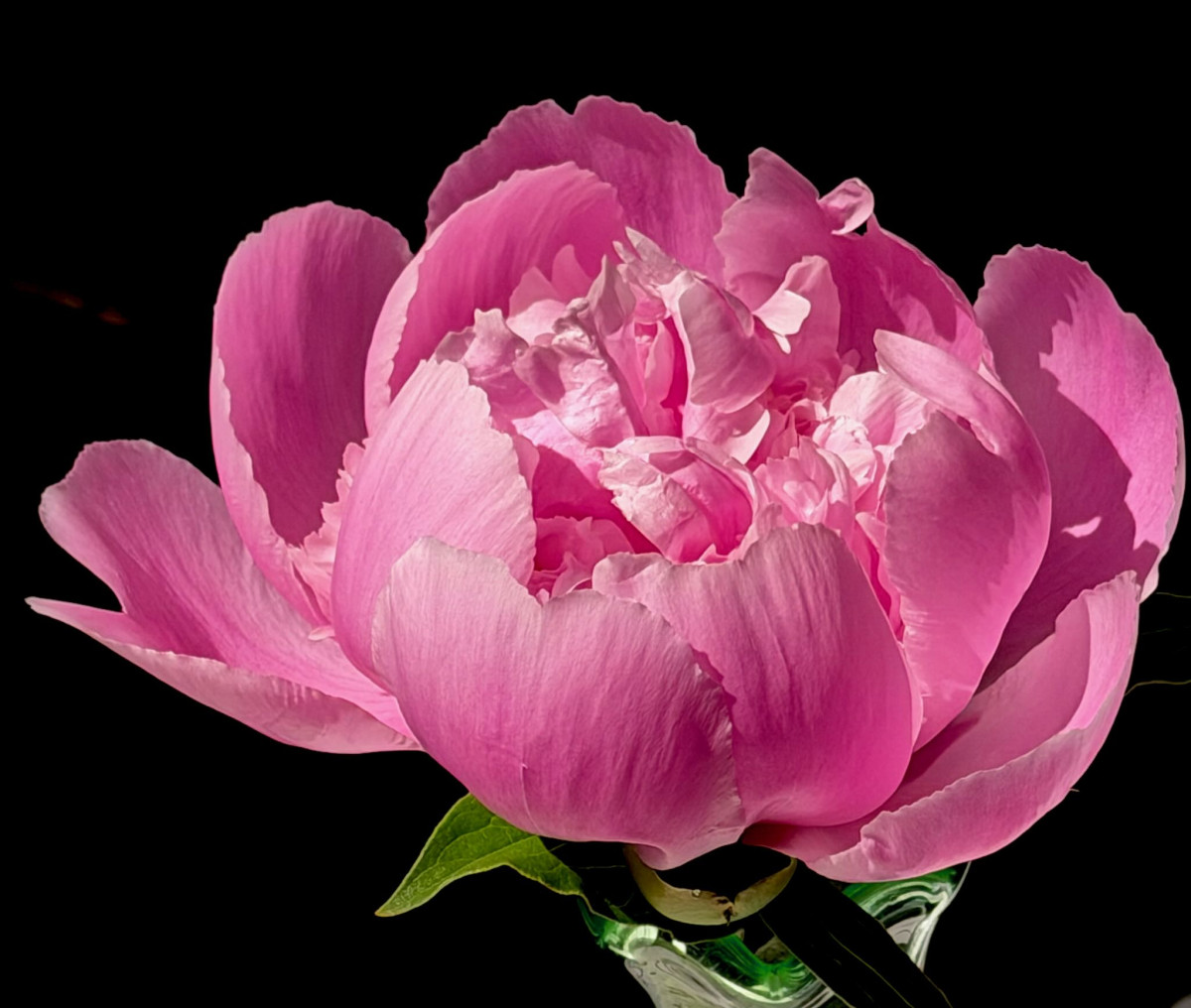 Pink peony