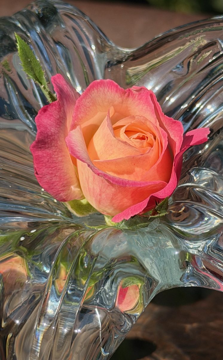 Royal Welcome hybrid tea rose